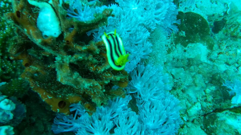 35 log - 사방 - monkey beach, night dive(sabang wreck)