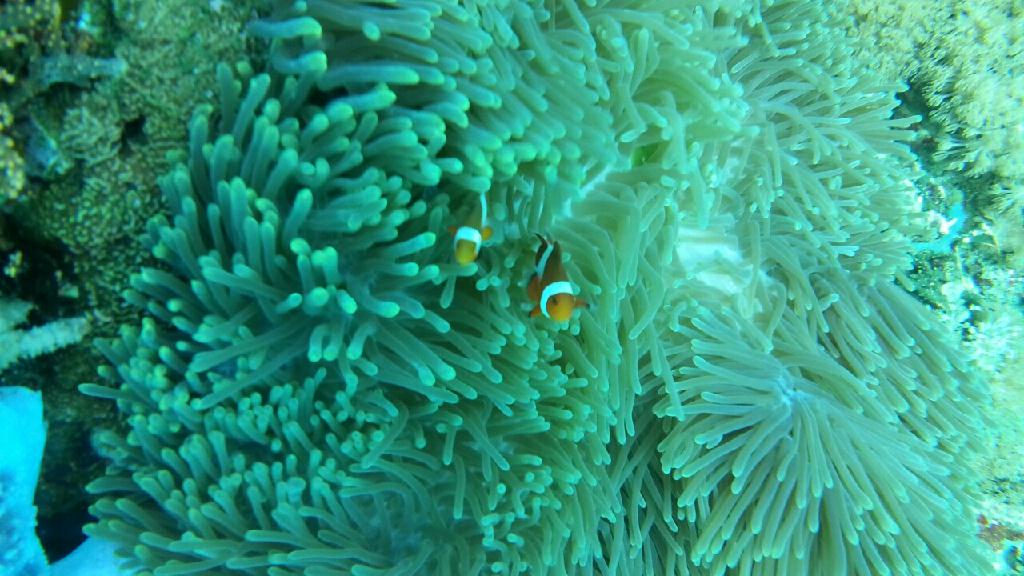 verde island - drop off 2회