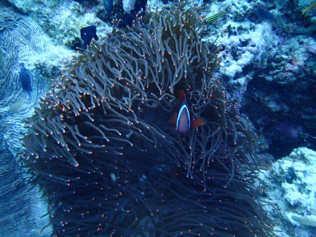 필리핀 보홀 팡글라오 - Miso