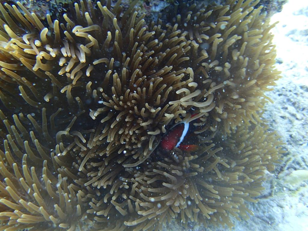 필리핀 보홀 팡글라오 - Miso