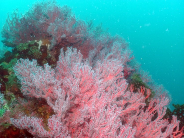 펀다이빙 - 강원도 고성 LF문암리조트 - 낙산대기