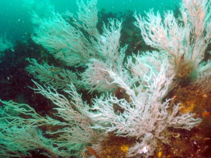 펀다이빙 - 강원도 고성 LF문암리조트 - 낙산대기