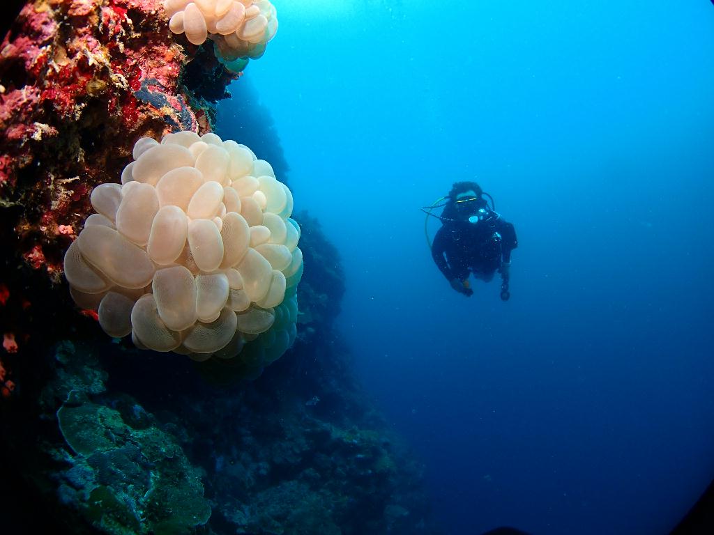 현지 마스터와 첫 펀다이빙 - 필리핀 모알보알 - Tongo Point(통고 포인트)
