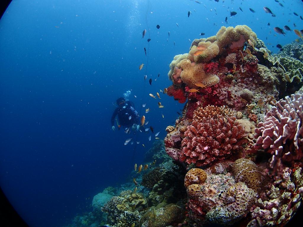 현지 마스터와 첫 펀다이빙 - 필리핀 모알보알 - Tongo Point(통고 포인트)