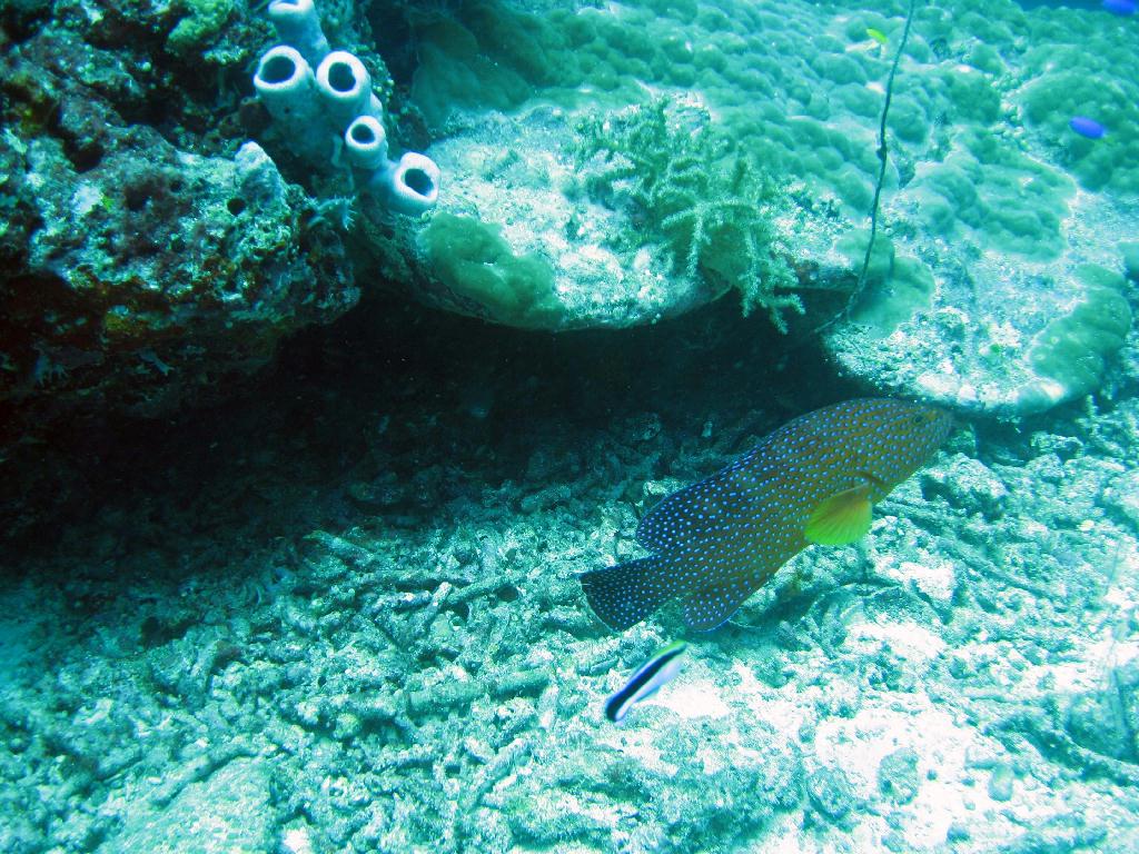 펀다이빙 - 필리핀 막탄 씨홀스 - Olango Talima