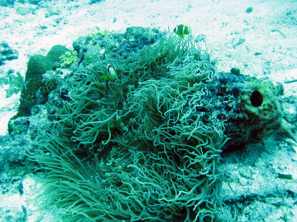 펀다이빙 - 필리핀 막탄 씨홀스 - Olango Talima