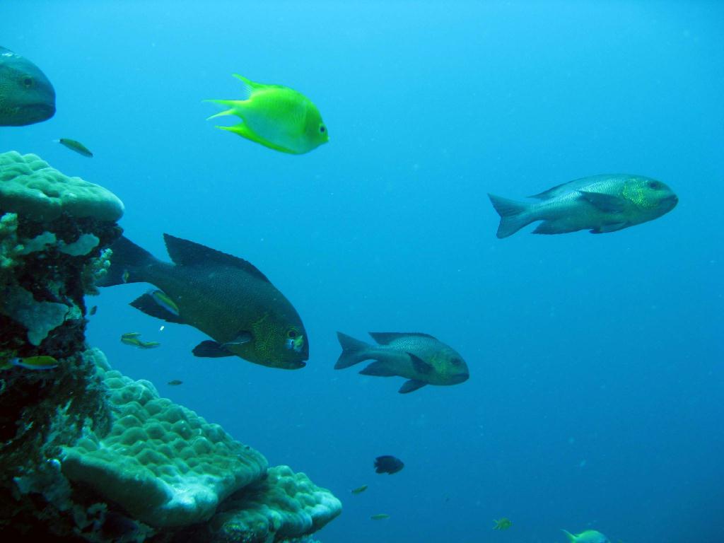 펀다이빙 - 필리핀 막탄 씨홀스 - Olango Talima