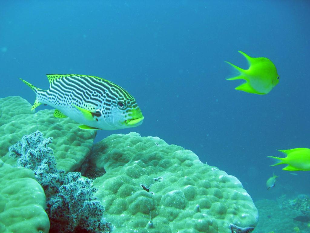 펀다이빙 - 필리핀 막탄 씨홀스 - Olango Talima