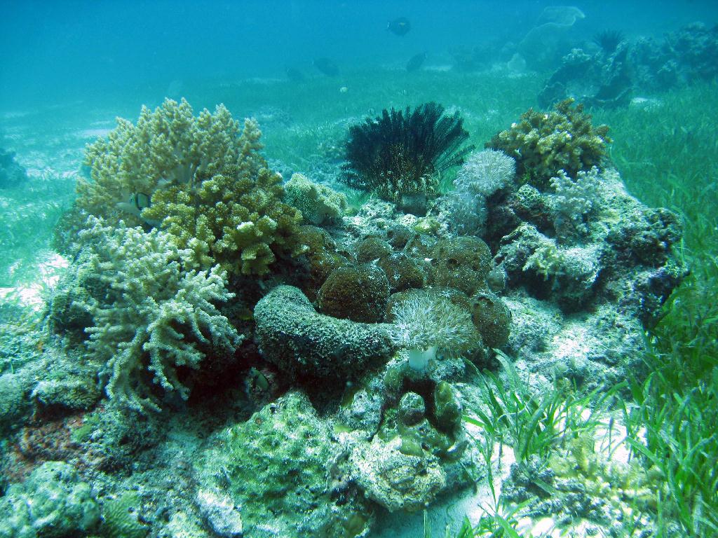 펀다이빙 - 필리핀 막탄 씨홀스 - Olango Talima