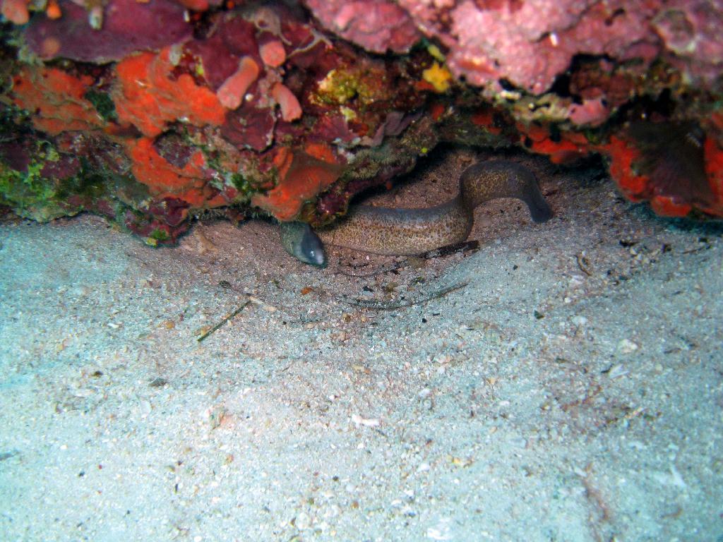 펀다이빙 - 필리핀 막탄 씨홀스 - Olango Talima