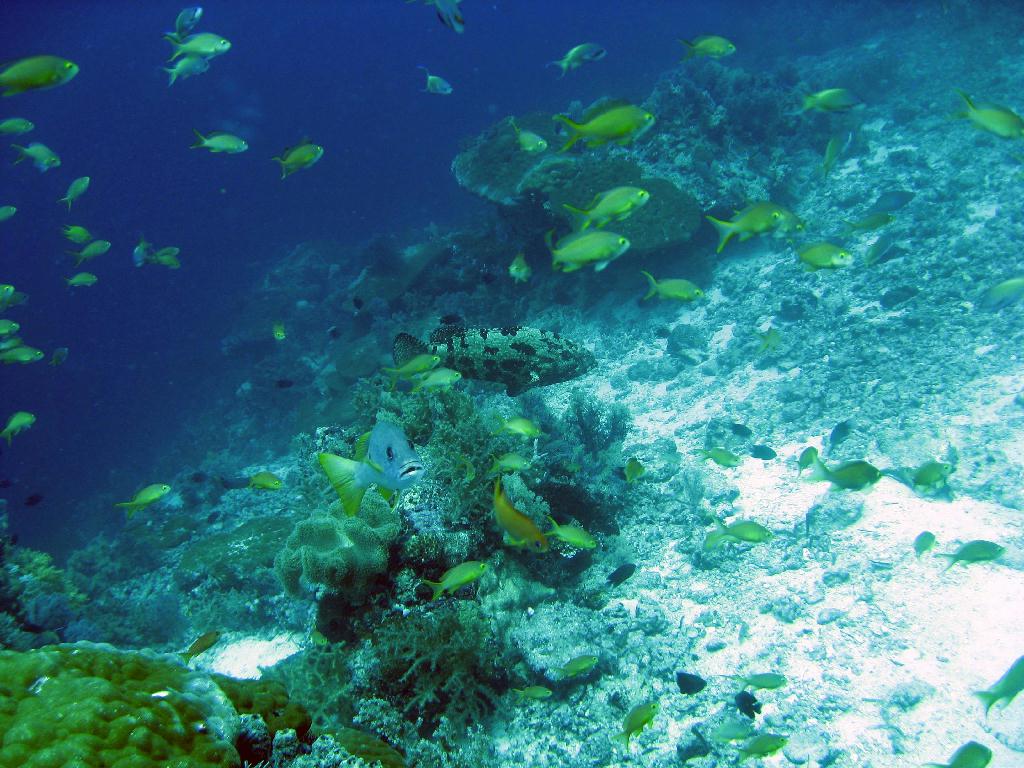 펀다이빙 - 필리핀 막탄 씨홀스 - Olango Talima