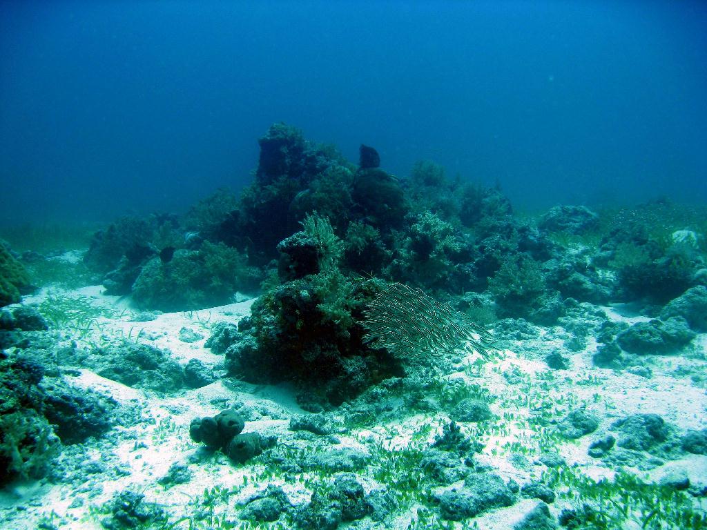 펀다이빙 - 필리핀 막탄 씨홀스 - Olango Talima