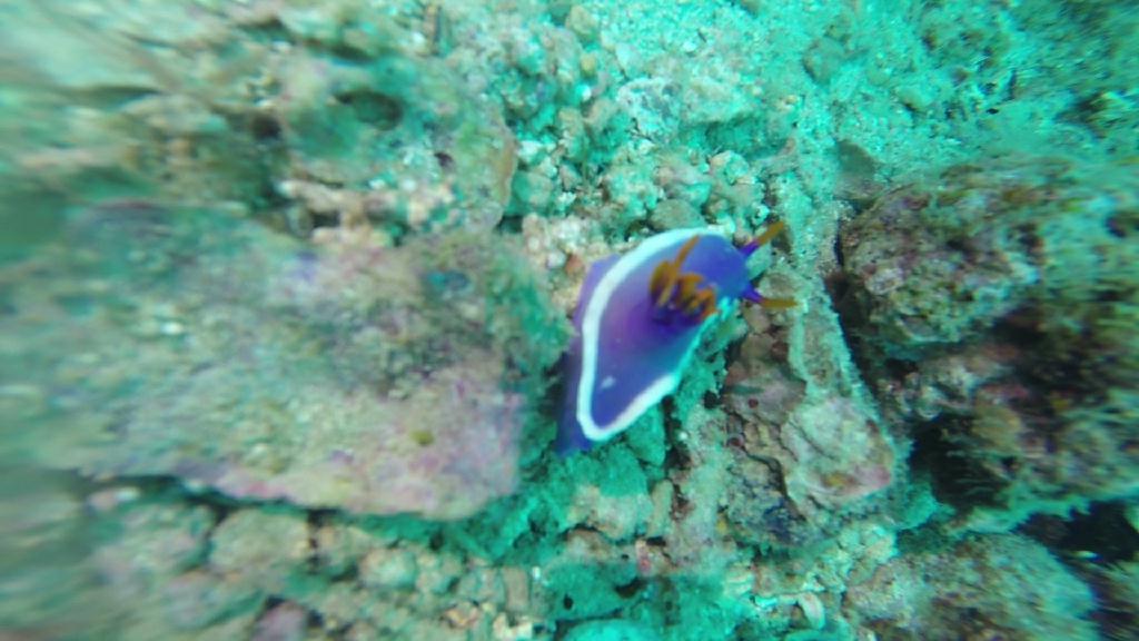 펀다이빙... - 말라파스쿠아 - 말라파스쿠아