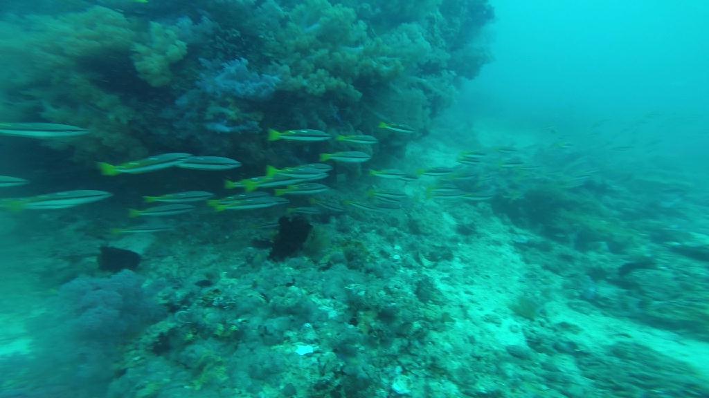 펀다이빙... - 말라파스쿠아 - 말라파스쿠아