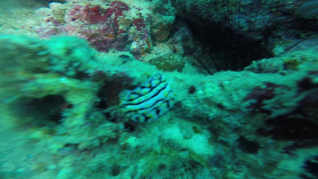 펀다이빙... - 말라파스쿠아 - 말라파스쿠아