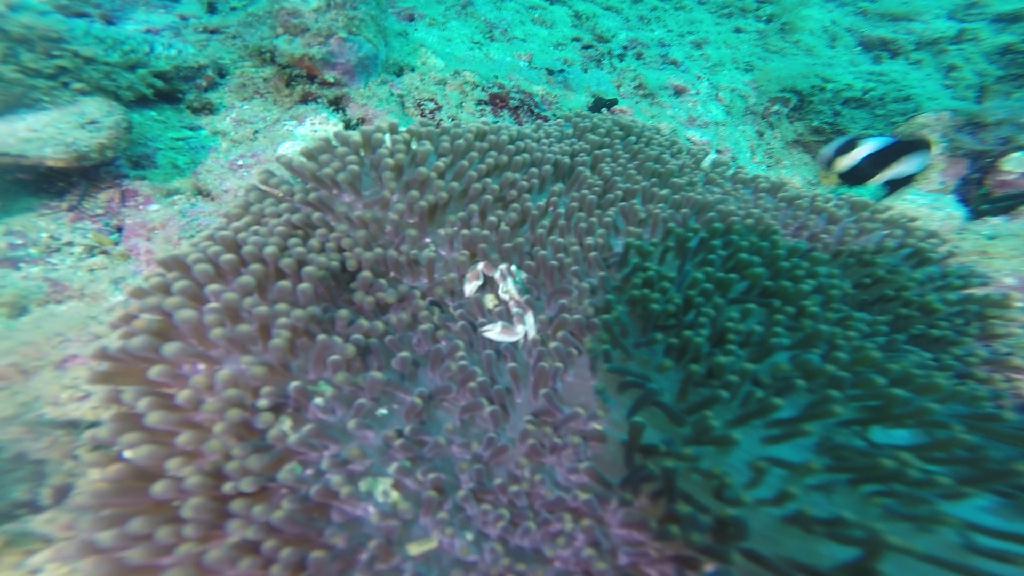 펀다이빙... - 말라파스쿠아 - 말라파스쿠아