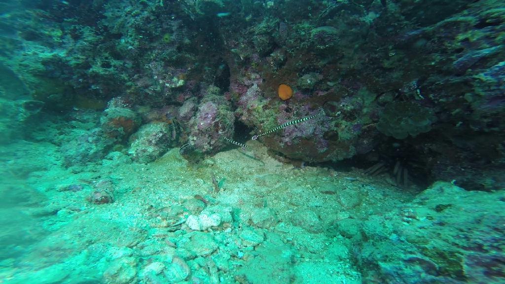 펀다이빙... - 말라파스쿠아 - 말라파스쿠아