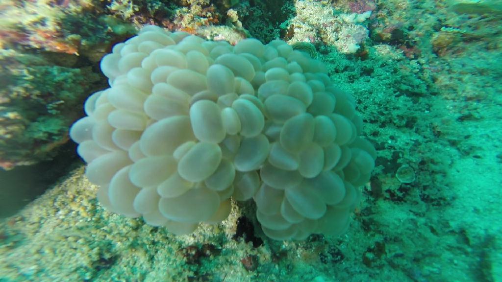 펀다이빙... - 말라파스쿠아 - 말라파스쿠아