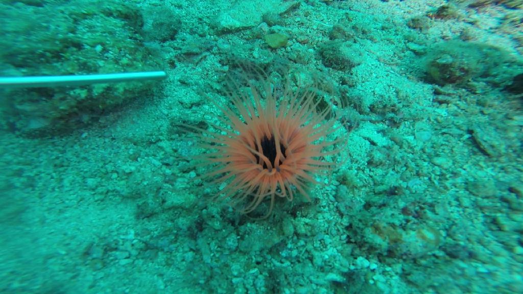 펀다이빙... - 말라파스쿠아 - 말라파스쿠아