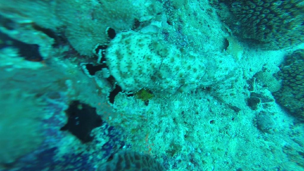 펀다이빙... - 말라파스쿠아 - 말라파스쿠아