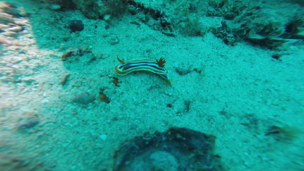 펀다이빙... - 말라파스쿠아 - 말라파스쿠아