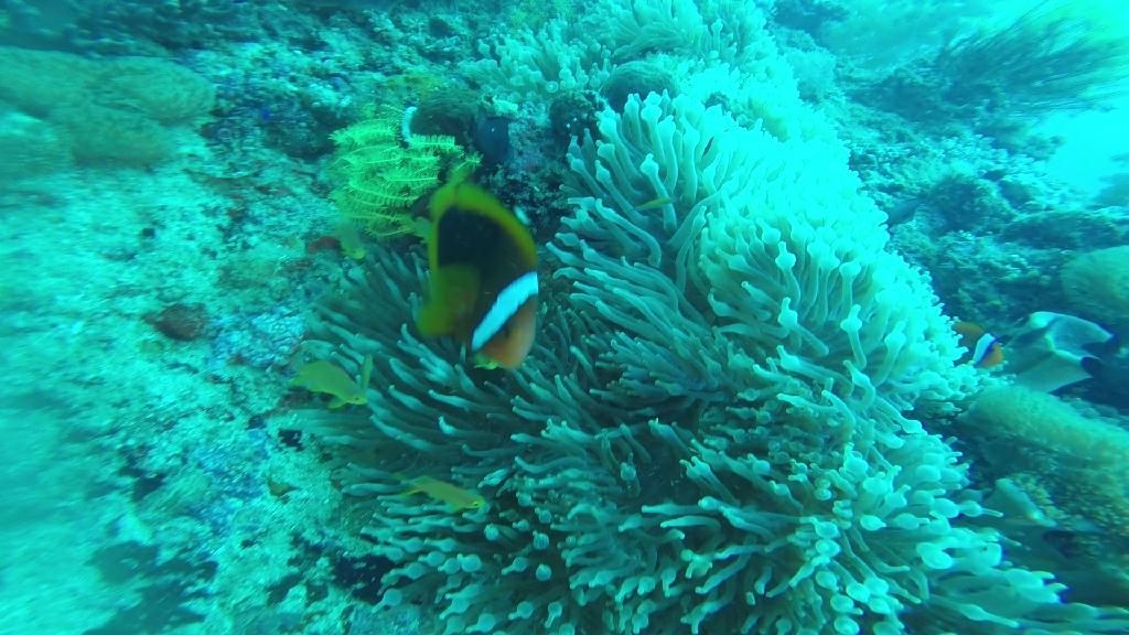 펀다이빙... - 말라파스쿠아 - 말라파스쿠아