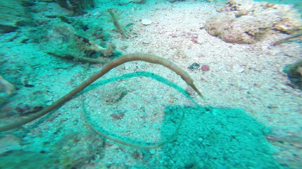 펀다이빙... - 말라파스쿠아 - 말라파스쿠아