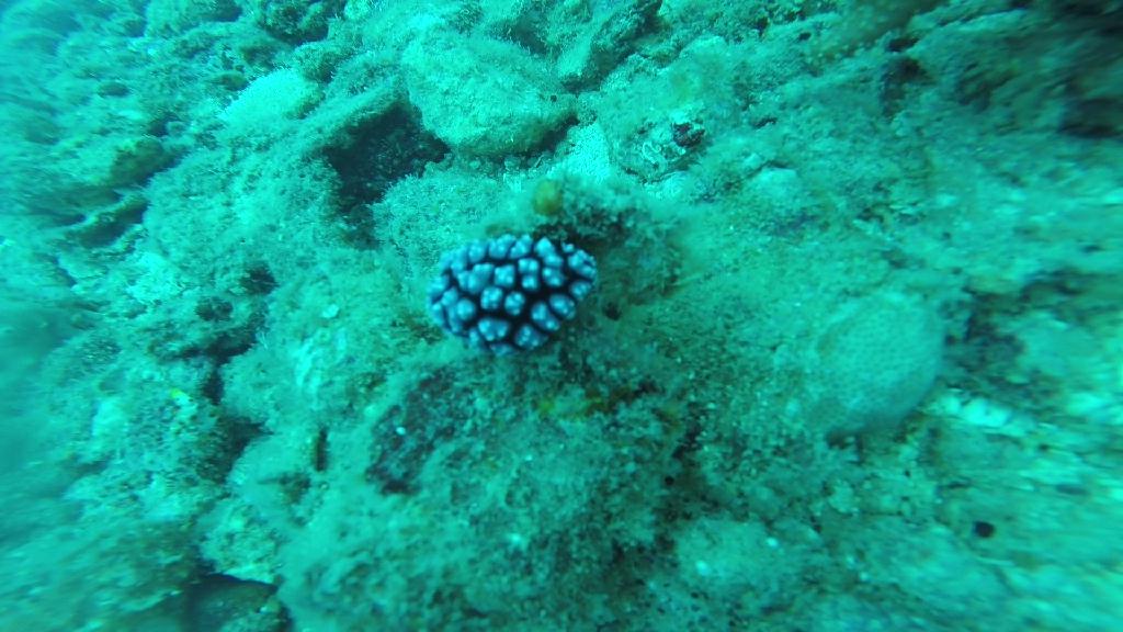 펀다이빙... - 말라파스쿠아 - 말라파스쿠아