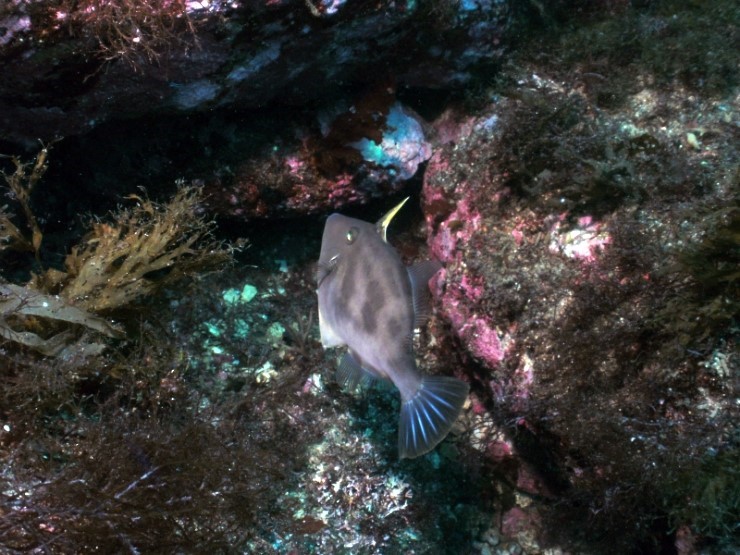 펀다이빙 - 강원도 강릉 경포다이브리조트 - PT