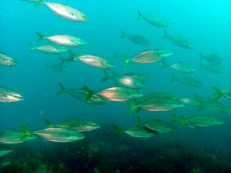 펀다이빙 - 강원도 강릉 경포다이브리조트 - PT