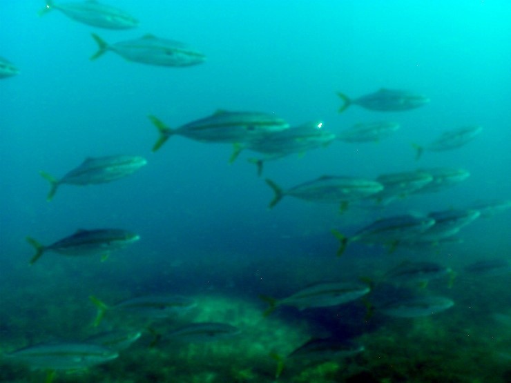 펀다이빙 - 강원도 강릉 경포다이브리조트 - PT