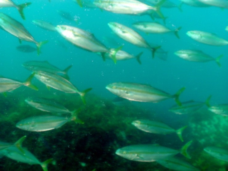 펀다이빙 - 강원도 강릉 경포다이브리조트 - PT