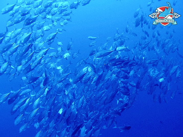 짹피쉬 무리들과 함께.. ^^ - 필리핀 보홀 발리카삭 - Black Forest