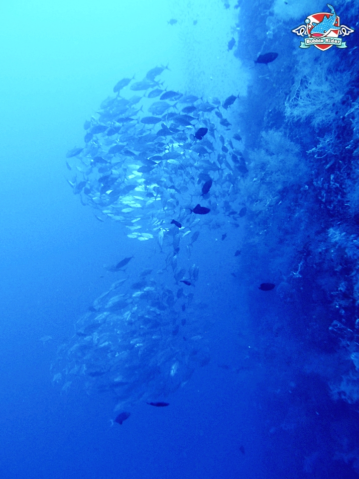 짹피쉬 무리들과 함께.. ^^ - 필리핀 보홀 발리카삭 - Black Forest