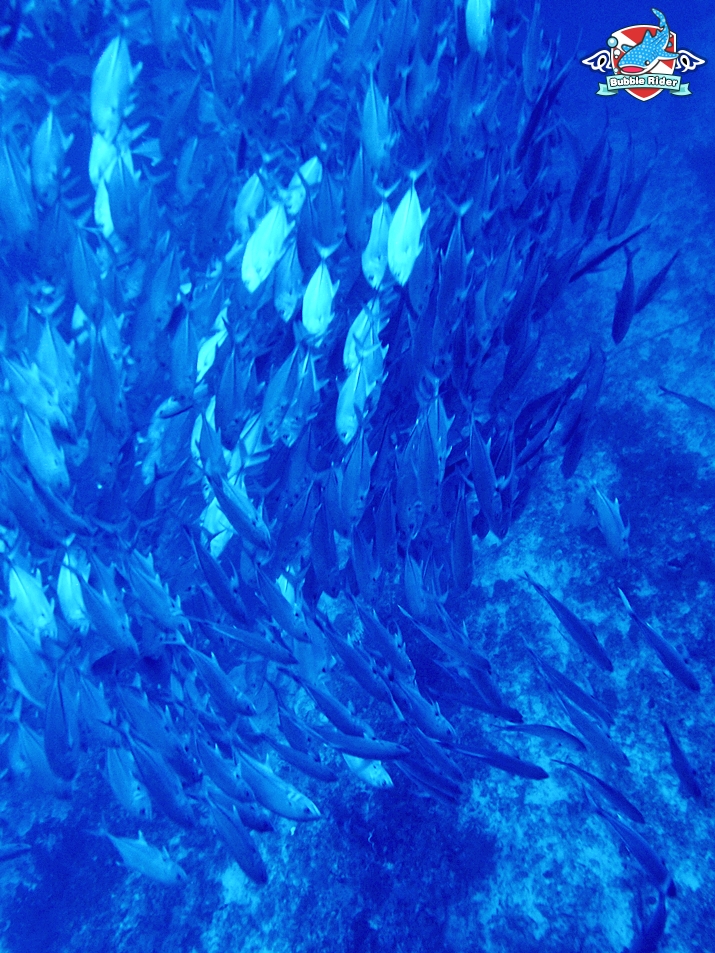 짹피쉬 무리들과 함께.. ^^ - 필리핀 보홀 발리카삭 - Black Forest