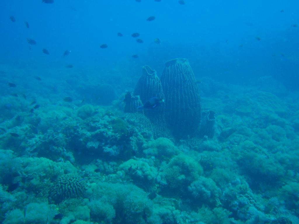 Fun dive - SM Resort Anilao - phillippines - Aphol