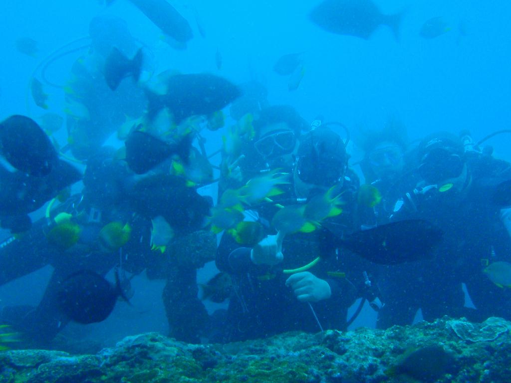 Fun dive - SM Resort Anilao - phillippines - Bthelehem