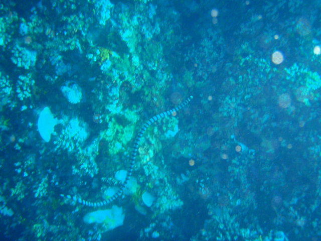 Fun dive - SM Resort Anilao - phillippines - Bthelehem