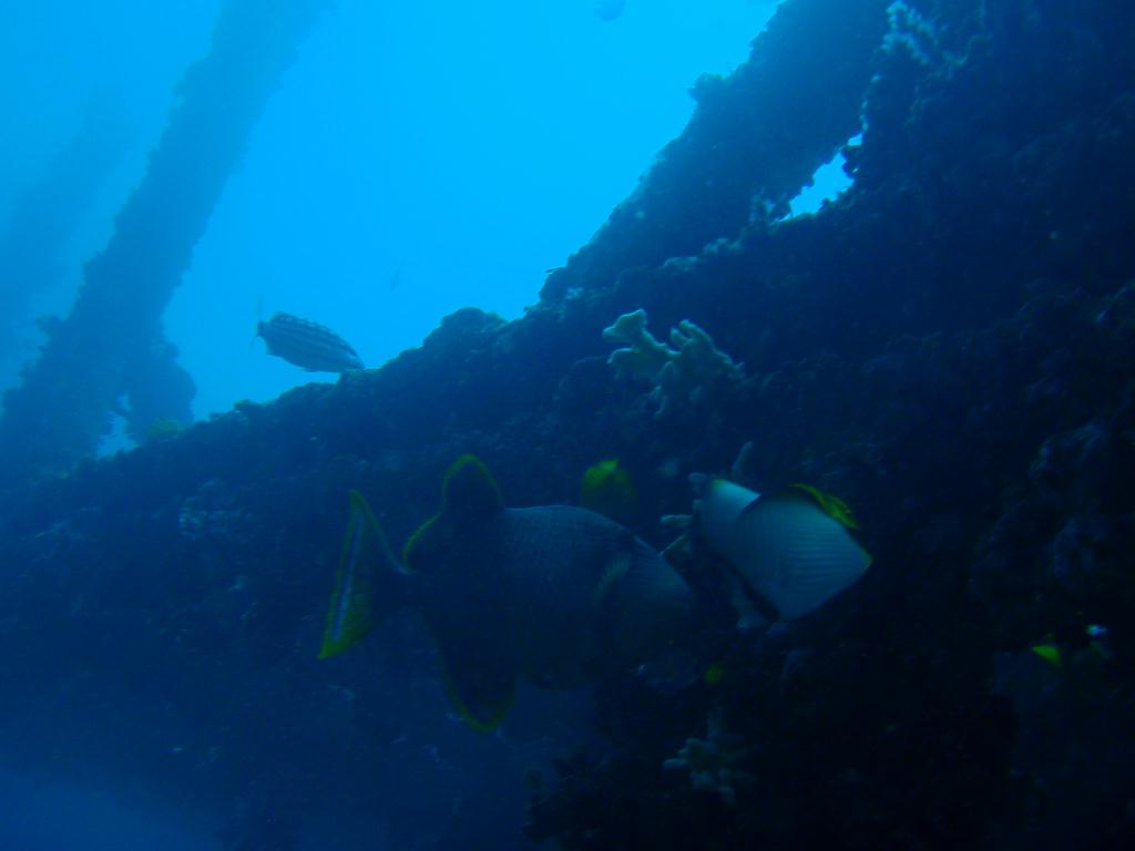 deep &  - SM Resort Anilao - phillippines - Dive&Trek