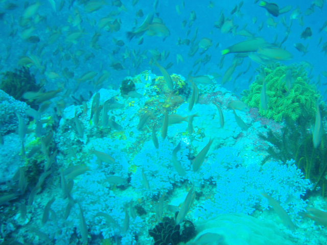 Fun dive - SM Resort Anilao - phillippines - Aphol