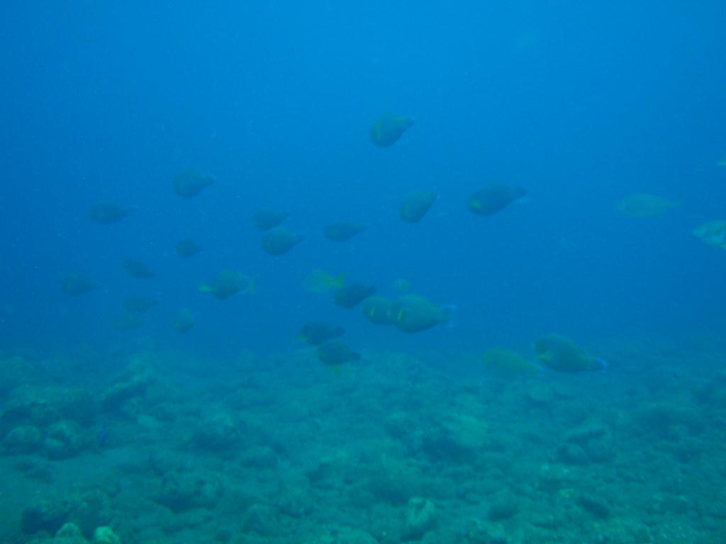 Fun dive - SM Resort Anilao - phillippines - Ligpo cave