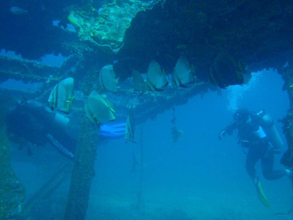 deep &  - SM Resort Anilao - phillippines - Dive&Trek