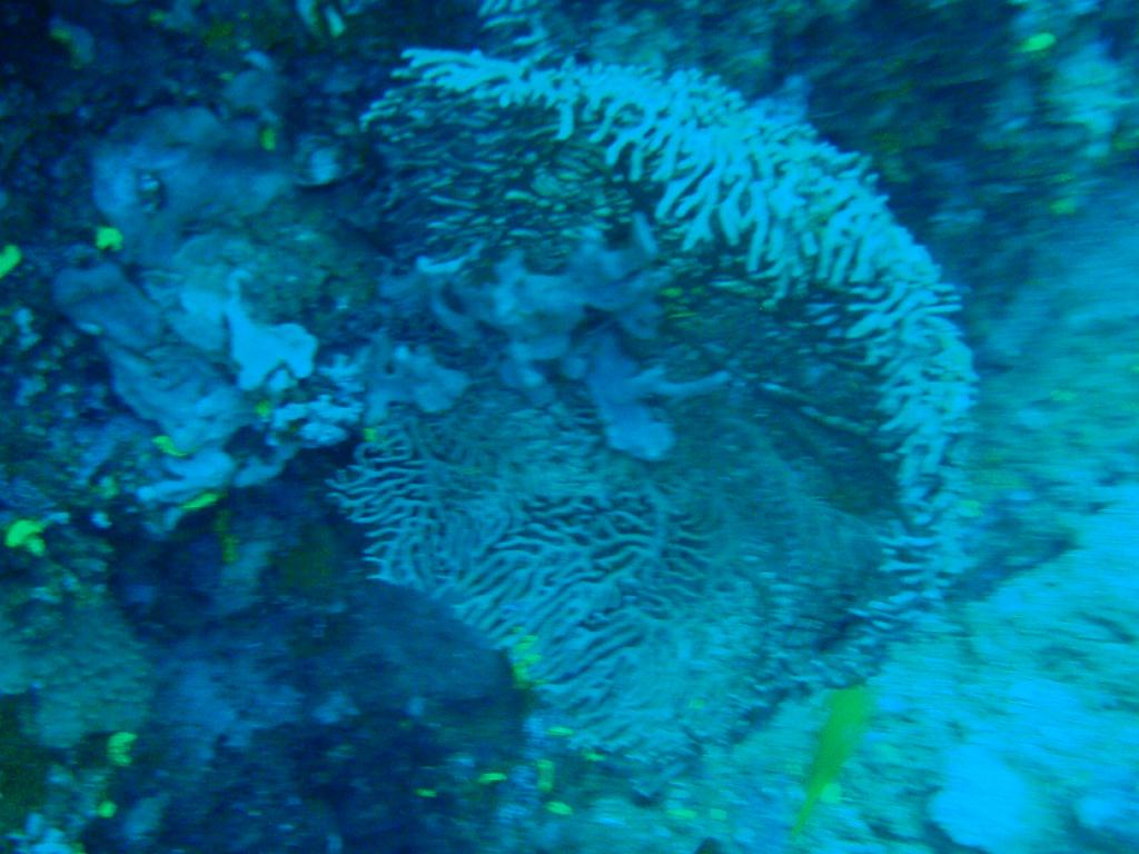 Fun dive - SM Resort Anilao - phillippines - Bthelehem