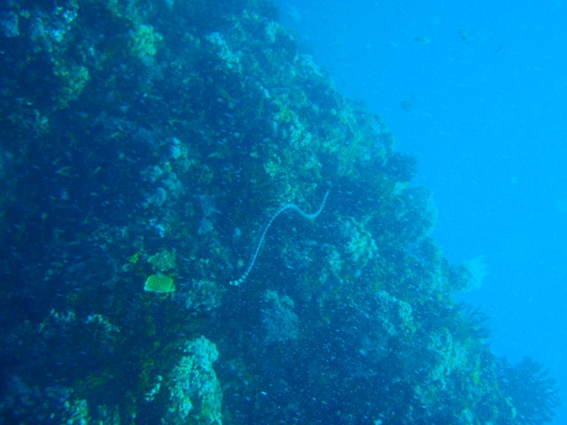 Fun dive - SM Resort Anilao - phillippines - Aphol