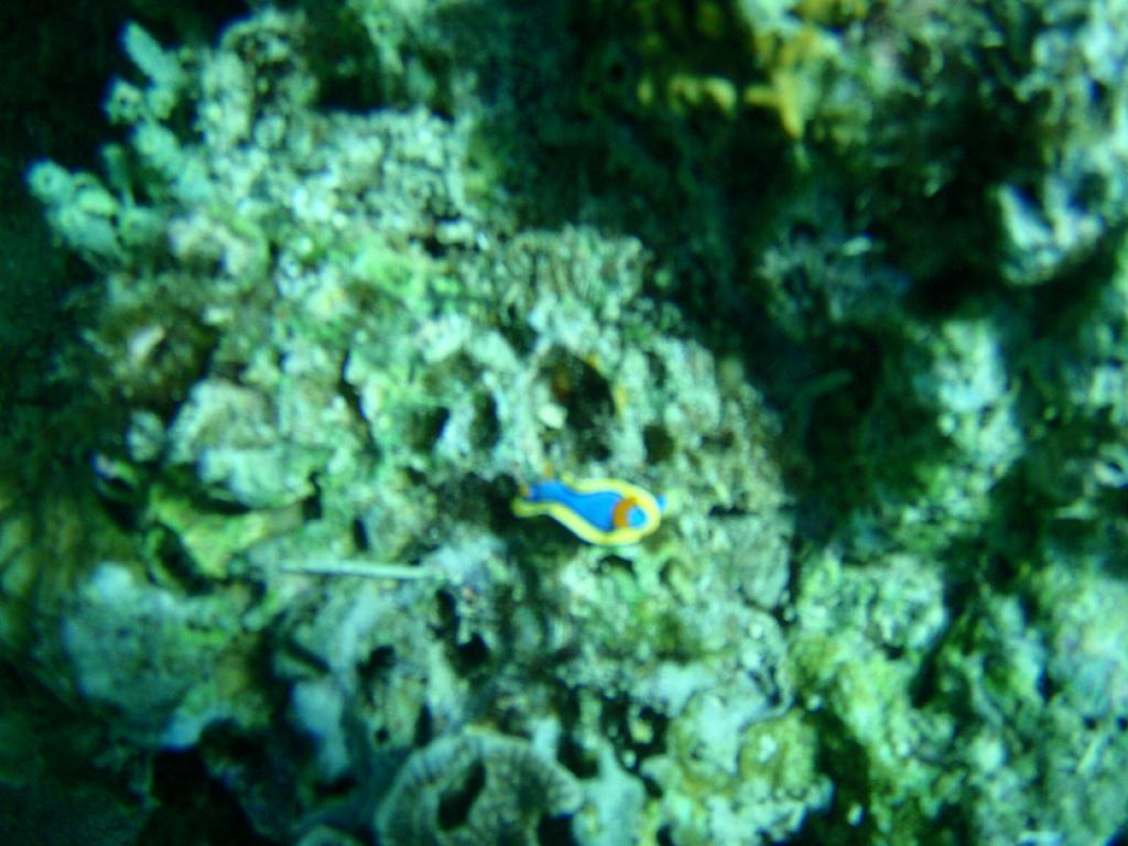 Fun dive - SM Resort Anilao - phillippines - Mainit