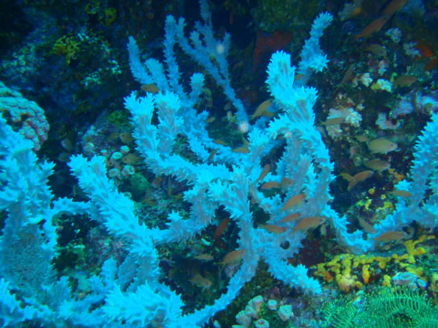 Fun dive - SM Resort Anilao - phillippines - Aphol