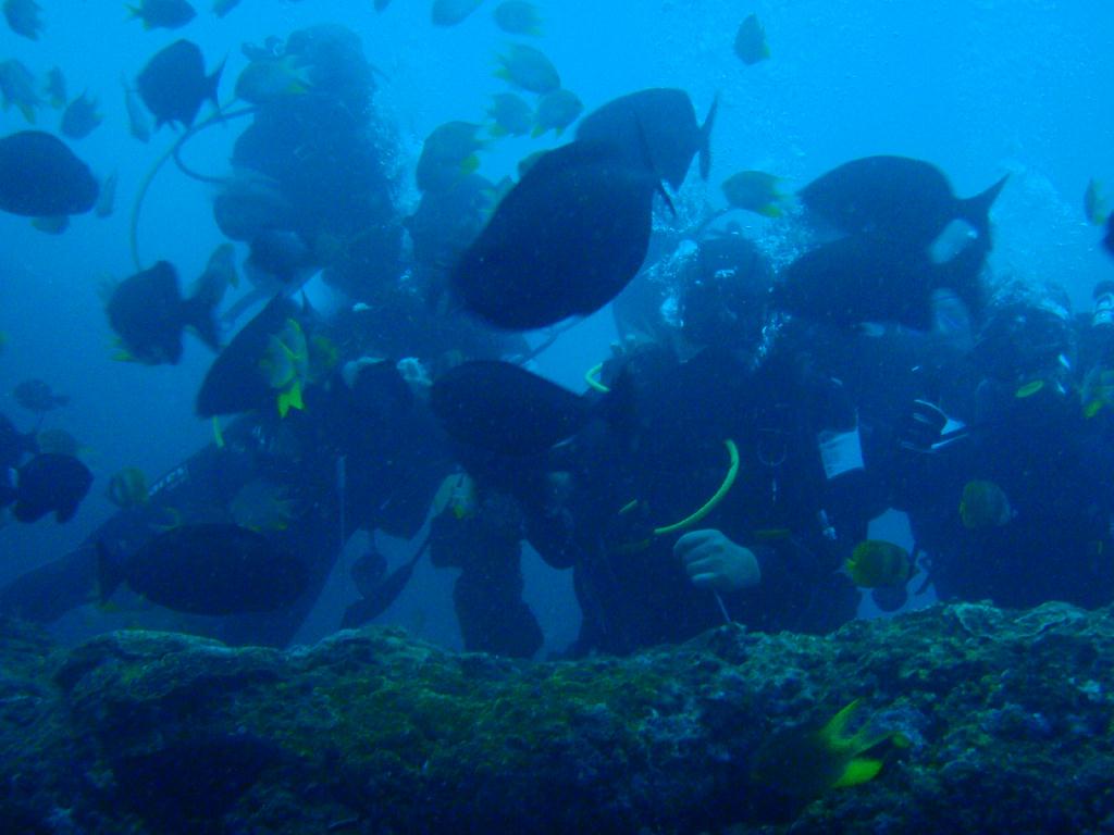 Fun dive - SM Resort Anilao - phillippines - Bthelehem