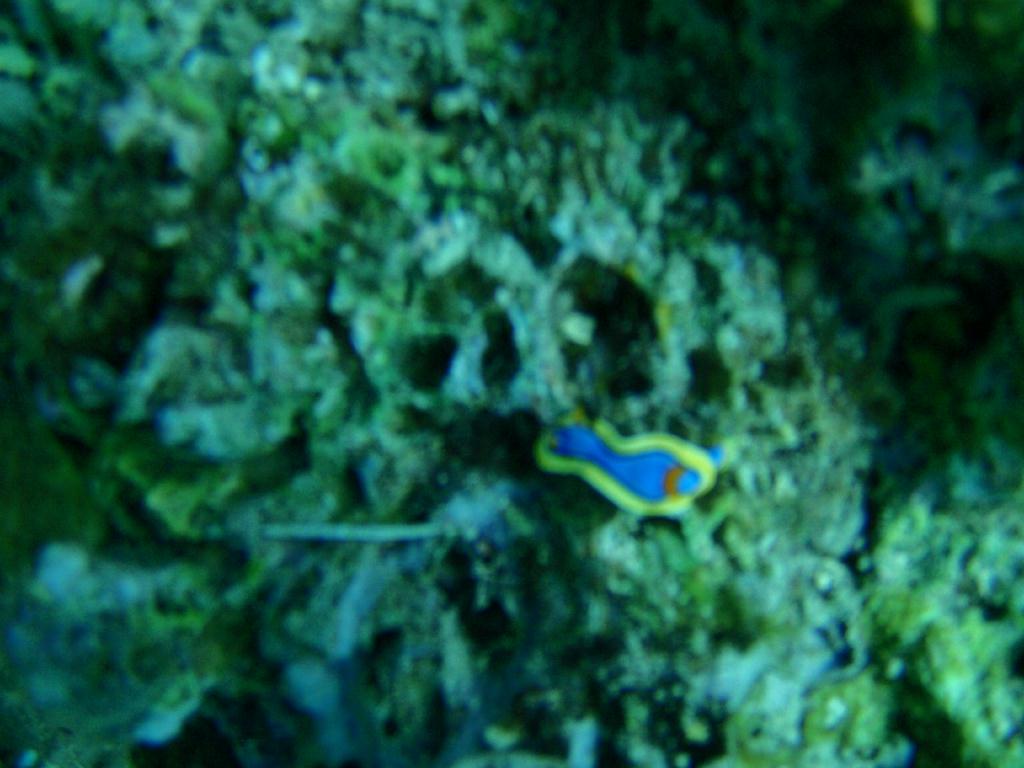 Fun dive - SM Resort Anilao - phillippines - Mainit
