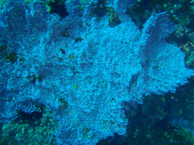 Fun dive - SM Resort Anilao - phillippines - Mainit