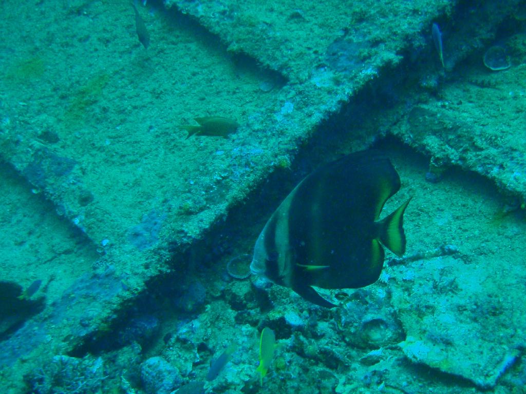 deep &  - SM Resort Anilao - phillippines - Dive&Trek